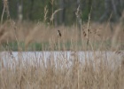 VWG vogelreis Oost Duitsland mei 2010 474